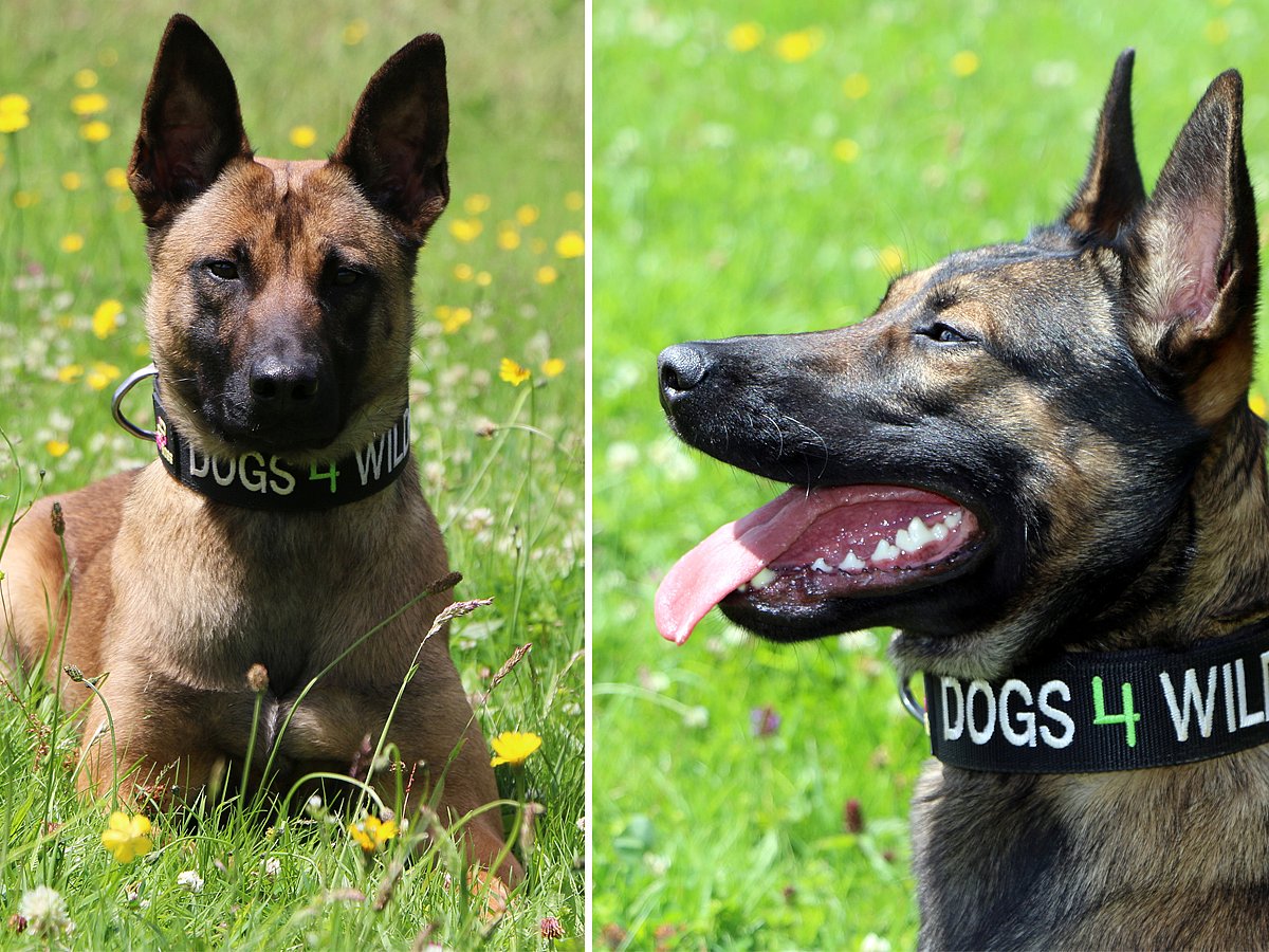 Vega and Kuda, two Belgian Malinois trained by Dogs 4 Wildlife, will travel with Emirates SkyCargo from London to Zimbabwe to support anti-poaching efforts at Matusadona National Park.