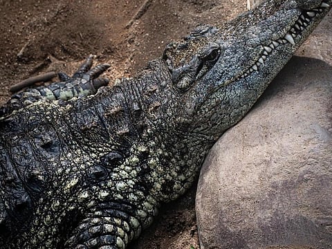 UK police arrest man after 3-year-old boy 'ended up' in crocodile pen