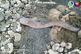 After the deadly magnitude 7.8 tremor struck southern Philippines, shorelines were extended by up to 200 meters as part of the sea "emerged", exposing marine life from previously submerged marine habitats.