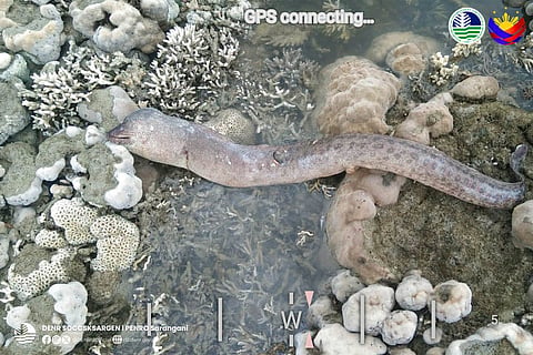 After the deadly magnitude 7.8 tremor struck southern Philippines, shorelines were extended by up to 200 meters as part of the sea "emerged", exposing marine life from previously submerged marine habitats.