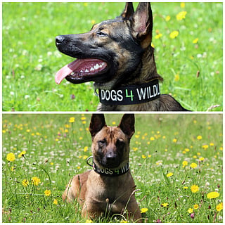 Vega and Kuda, two Belgian Malinois trained by Dogs 4 Wildlife, will travel with Emirates SkyCargo from London to Zimbabwe to support anti-poaching efforts at Matusadona National Park.