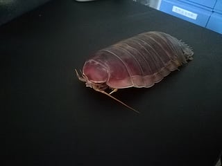 Researchers uncover the stomach, microbes and gene that keep deep-sea isopods alive.