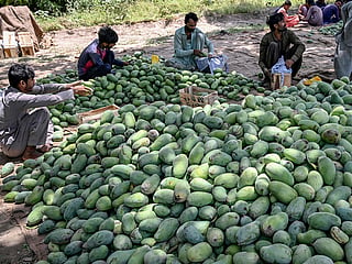 Workers sorting harvested mangoes at an orchard in Tando Allahyar district, in Pakistan's Sindh province.