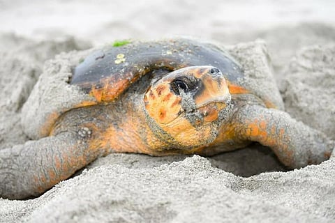 Oman's environmental specialists have recorded the return of a loggerhead sea turtle to a nesting beach on Masirah Island 12 years after it was first tagged.