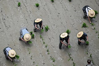 Competitors take part in a rice transplanting competition in a paddy set up inside a shopping mall in Ningbo, in China's eastern Zhejiang Province.