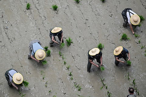 Competitors take part in a rice transplanting competition in a paddy set up inside a shopping mall in Ningbo, in China's eastern Zhejiang Province.