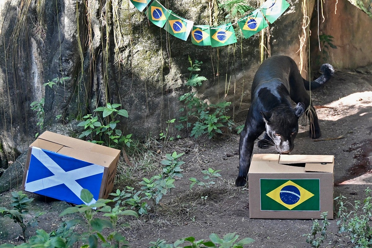 A female melanistic jaguar (Panthera onca) named Poty predicts the results of the FIFA World Cup match between Brazil and Scotland, at BioParque Zoo in Rio de Janeiro, Brazil, on June 22, 2026.