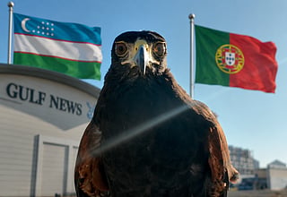 Shawk the hawk predicts Uzbekhistan vs Portugal 