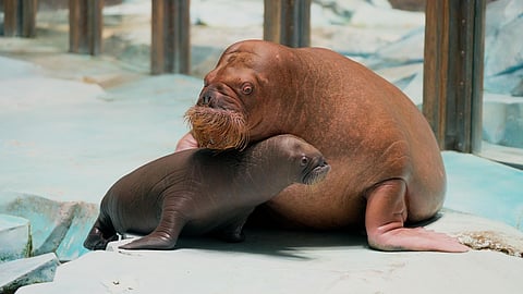 Video: SeaWorld Abu Dhabi welcomes region's first-ever walrus calf