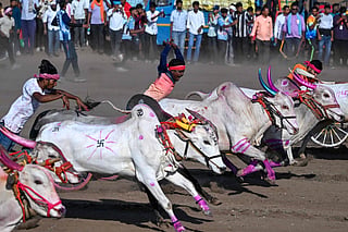 Participants ride their traditional bullock-carts during the annual Pedgaon bullock-cart race festival in Maharashtra's Satara district