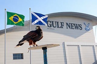 Shawk the hawk predicts Brazil vs Scotland