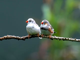 Researchers spent more than a decade recording thousands of vocalisations before using machine learning to organise and analyse the data. 