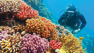 Coral revival drive aims to restore fish stocks and bolster food security