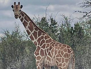 This undated image provided by Vic Jones shows Gracie, a giraffe whose owner says went missing in Texas, in Uvalde County, Texas. (Vic Jones via AP)