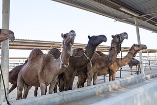 Inside the world's largest camel farm in Dubai