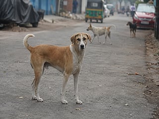 A stray dog has injured 12 people in northwestern Jordan, triggering panic among residents as the dog repeatedly emerged from hiding to attack people in the streets.