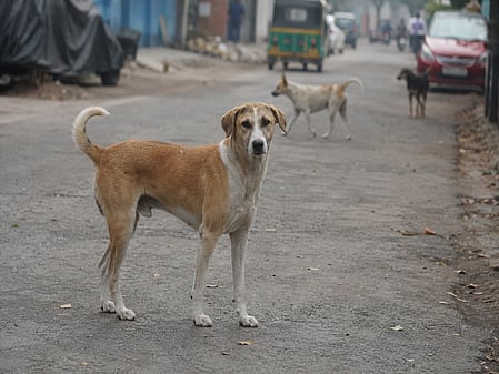 A stray dog has injured 12 people in northwestern Jordan, triggering panic among residents as the dog repeatedly emerged from hiding to attack people in the streets.