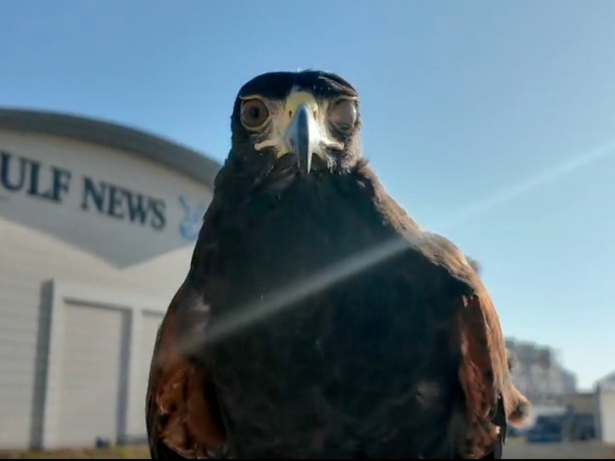 Shawk the Hawk continues impressive streak with semi-finals awaiting 