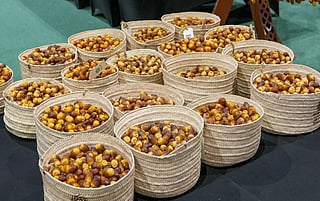 Liwa Date Festival opens with 3 tonnes of fresh dates