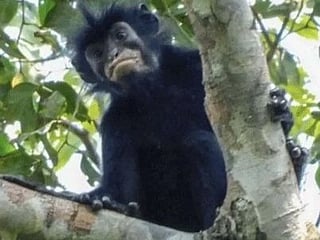 An international team of researchers from the DRC, the United States and Germany spent several years studying the elusive orange-lipped monkey through field observations, photography, sound recordings and genetic analysis before confirming it as a distinct species.