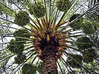New initiative will help protect rare varieties and promote research, innovation and sustainable cultivation.