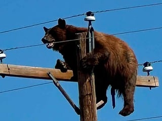 The unusual incident has sparked debate over wildlife rescue protocols in emergencies.