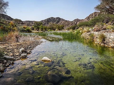 Wadi Wurayah becomes UAE's first UNESCO-listed natural heritage site