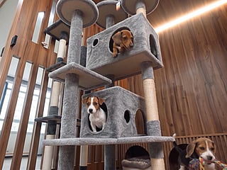 Dubai's new animal shelter gives pets a second chance
