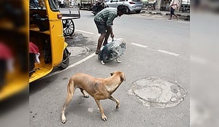 A Kuwaiti government employee was mauled by several stray dogs while on duty and a woman attacked as she entered her home.