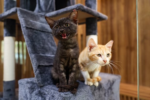 Cats inside Dubai Municipality Animal Welfare Shelter in Al Warsan. 