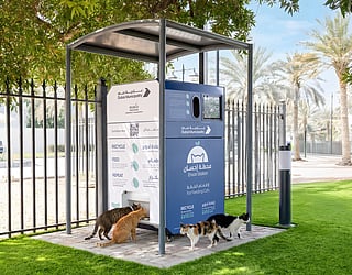 Dubai launches donations for stray cat feeding
