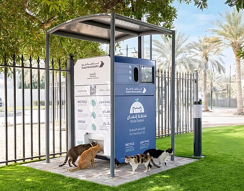 Dubai residents can now donate to feed stray cats through smart feeding stations