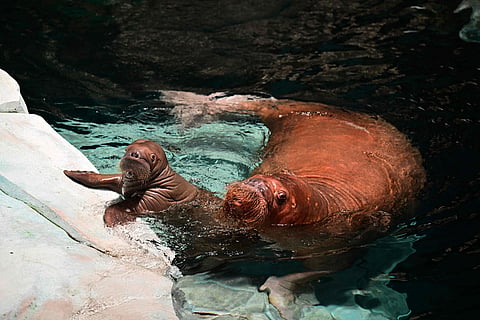 A two-month-old Pacific walrus calf, Kaya (left), swims alongside its mother Smooshi at SeaWorld Yas Island, Abu Dhabi. In June, SeaWorld Yas Island, Abu Dhabi, announced the arrival of the healthy Pacific walrus calf, the newest addition to the marine life theme park's Arctic Realm. Born to mother Smooshi under the close supervision of the park's dedicated veterinarians and animal care experts, Kaya's birth marked the region's first walrus calf to be born in a zoological facility, a significant milestone for marine animal care and conservation in the UAE.
