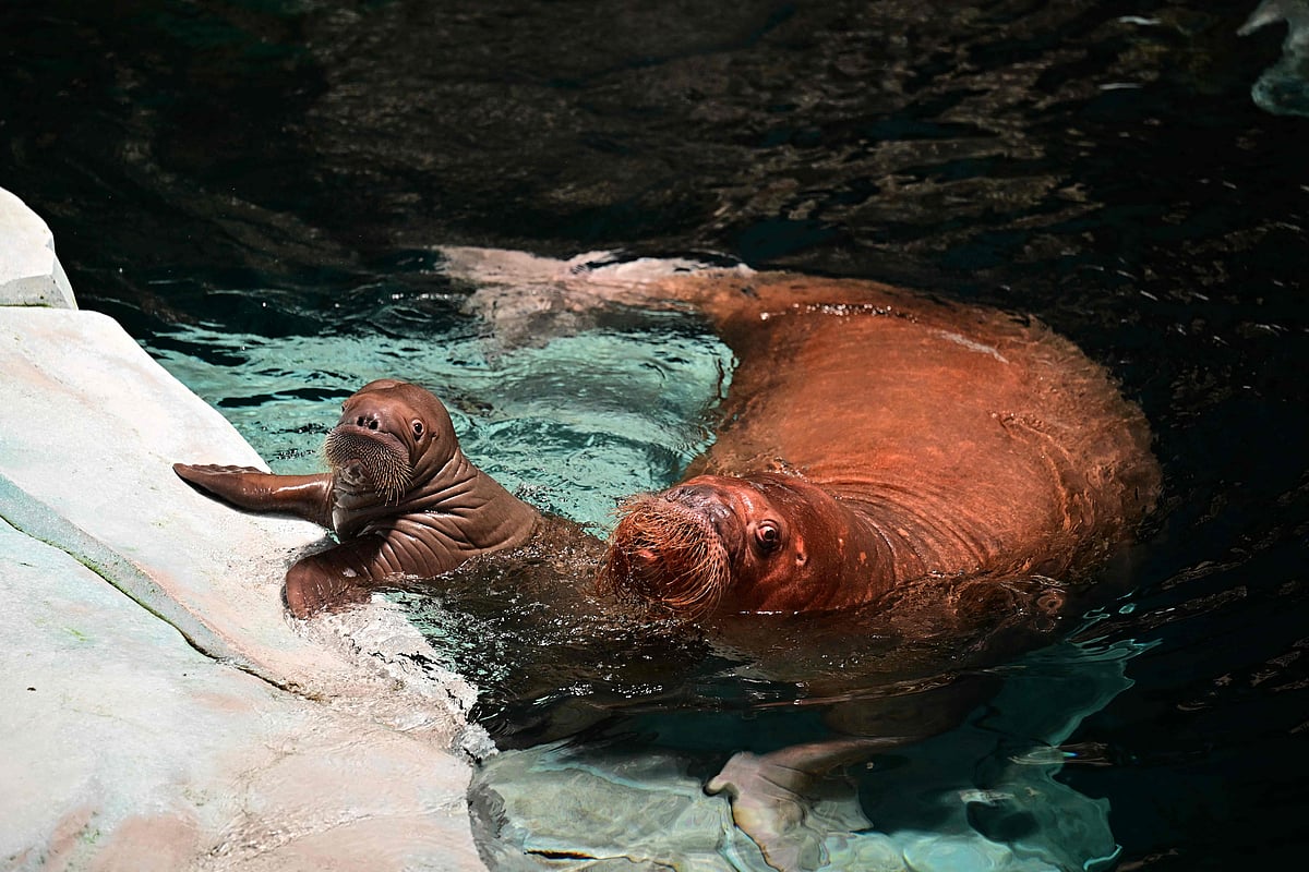 A 'World Beneath the Waves' at SeaWorld Abu Dhabi