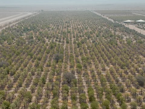 Abu Dhabi launches Dh1.75m housing loan for subdivided farmland
