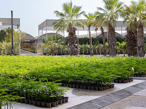 The 'Al Freej Gardener' initiative will make it easier for residents to book trusted gardening professionals through the Careem app.