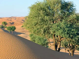Native species, drones, satellite imagery and artificial intelligence will be used to restore habitats and improve biodiversity across the emirate.