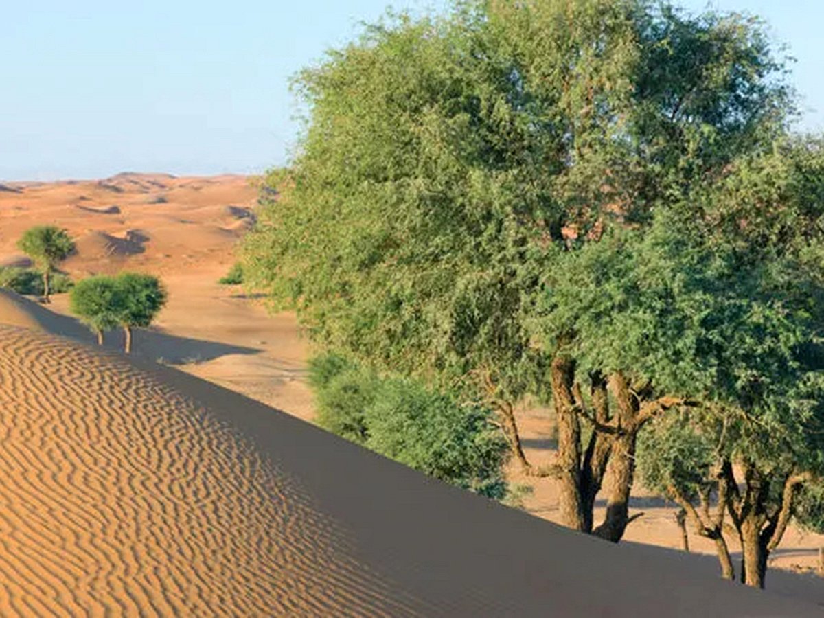 Abu Dhabi to Revitalize Deserts with 10 Million Seeds