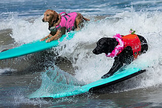 Stella (R) and Moxy compete during the World Dog Surfing Championships in Pacifica, California.