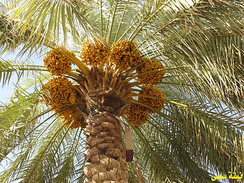 Zakat on dates becomes obligatory when the total dried harvest owned by an individual reaches 541kg. 