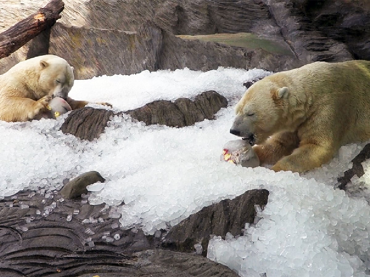 Prague Zoo Animals Enjoy Ice Cream to Combat Heat