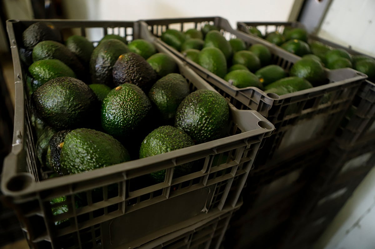 Mexican Avocado Exports to US Halted