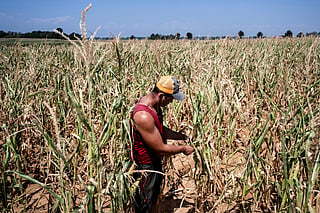 Italian farmer Mattia Marengo inspects his drought-stricken cornfield in the countryside in Bene Vagienna, near Cuneo, north-western Italy, on August 6, 2026.
