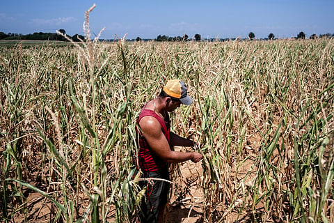 Italian farmer Mattia Marengo inspects his drought-stricken cornfield in the countryside in Bene Vagienna, near Cuneo, north-western Italy, on August 6, 2026.