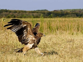Feliks, a rare eastern imperial eagle, being released into the wild near Subotica, Serbia, on August 7, 2026.