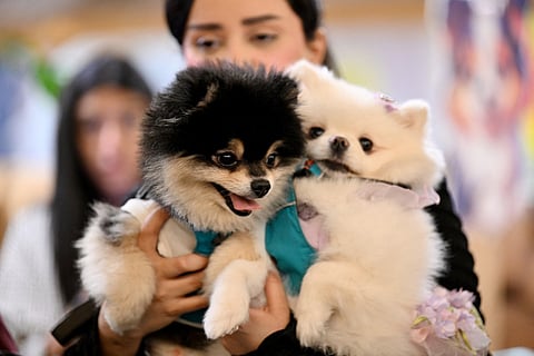 Abu Dhabi City Municipality is hosting a three-day Pet Lovers' Gathering at Al Shamkha Square