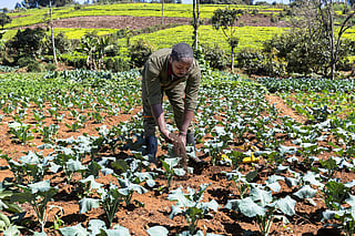 A farmer in Kenya applies vermicompost, an organic fertilizer, on his broccoli patch at his farm in Lari district, Kiambu county.