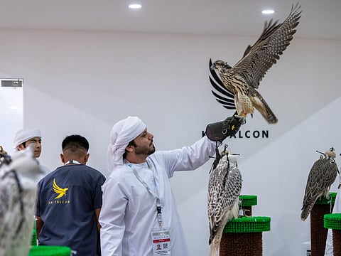 Visitors flock to Abu Dhabi exhibition as falconry, heritage and equestrian displays take centre stage.