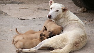 New Morocco law restricts public feeding, sheltering and treatment of stray animals, introducing fines, tougher cruelty penalties and organised care centres.