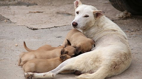 New Morocco law restricts public feeding, sheltering and treatment of stray animals, introducing fines, tougher cruelty penalties and organised care centres.